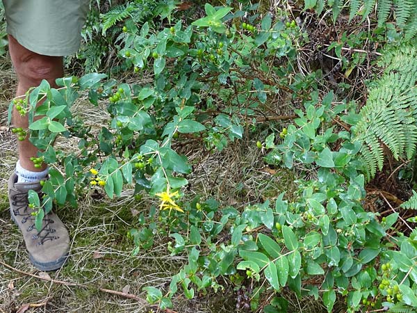 Hypericum grandifolium / Large-Leaved Canary St. John's-Wort, La Gomera NP Garajonay 5.8.2015 (Photo: Markus Schrade)