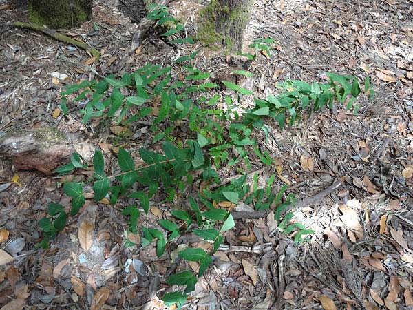 Hypericum grandifolium / Large-Leaved Canary St. John's-Wort, La Gomera Las Hayas 6.8.2015 (Photo: Markus Schrade)