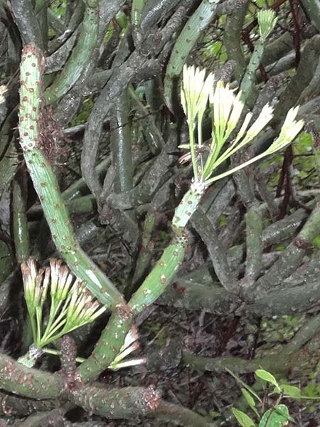 Kleinia neriifolia \ Oleanderblättrige Kleinie, Affenpalme, La Gomera Vallehermoso 8.8.2015 (Photo: Markus Schrade)