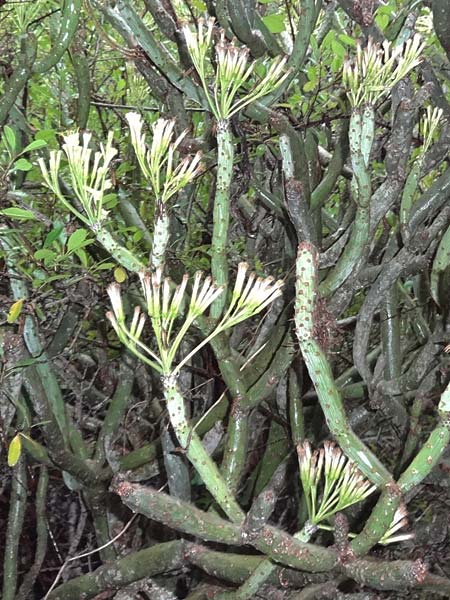 Kleinia neriifolia / Canary Island Candle Plant, La Gomera Vallehermoso 8.8.2015 (Photo: Markus Schrade)