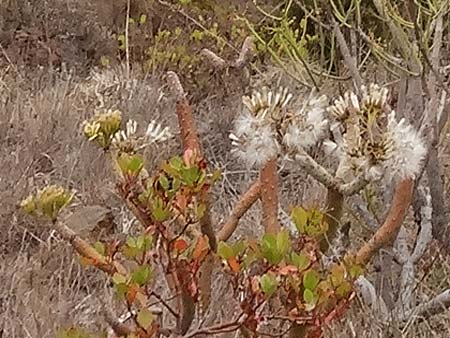 Kleinia neriifolia / Canary Island Candle Plant, La Gomera Hermigua 4.8.2015 (Photo: Markus Schrade)