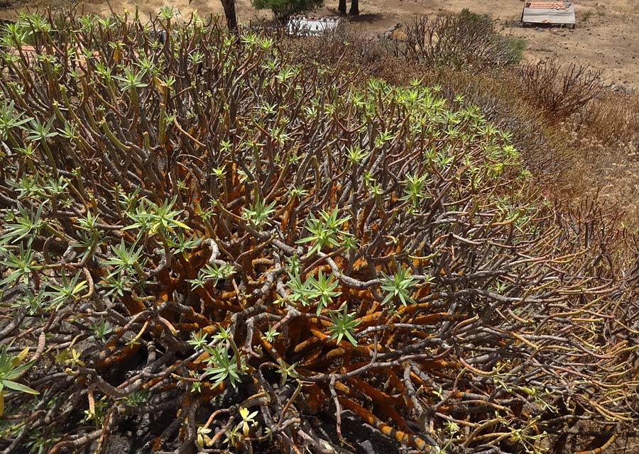 Kleinia neriifolia \ Oleanderblttrige Kleinie, Affenpalme / Canary Island Candle Plant, La Gomera Chipude 7.8.2015 (Photo: Markus Schrade)