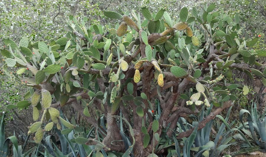 Opuntia robusta \ Feigenkaktus, Ohren-Kaktus, La Gomera Hermigua 4.8.2015 (Photo: Markus Schrade)