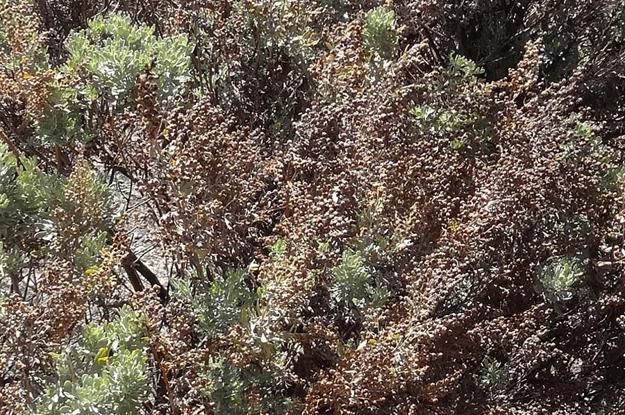 Artemisia canariensis ? \ Kanaren-Beifu, La Gomera Las Hayas 6.8.2015 (Photo: Markus Schrade)