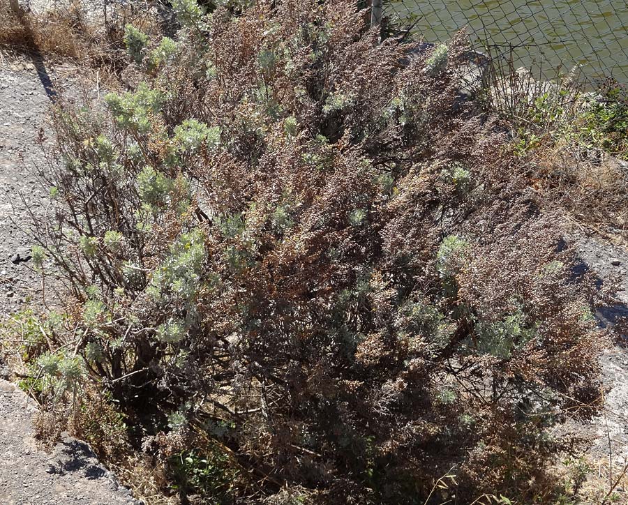 Artemisia canariensis ? \ Kanaren-Beifuß / Canary Wormwood, Incienso, La Gomera Las Hayas 6.8.2015 (Photo: Markus Schrade)