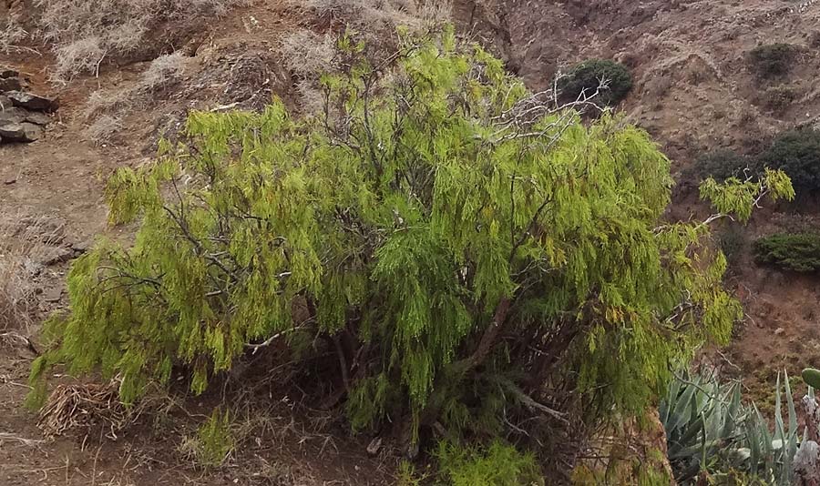 Plocama pendula \ Pendelstroh / Plocama, Balo, La Gomera Hermigua 4.8.2015 (Photo: Markus Schrade)