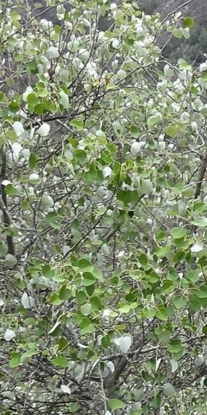 Populus alba \ Silber-Pappel / White Poplar, La Gomera Hermigua 4.8.2015 (Photo: Markus Schrade)