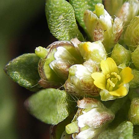 Alyssum minutum \ Kleines Steinkraut / Small Alison, GR Peloponnes, Andritsena 29.3.2013