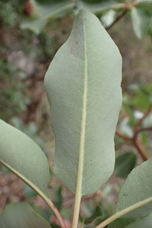 Arbutus andrachne \ stlicher Erdbeerbaum, GR Hymettos 20.3.2019