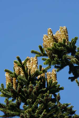 Abies cephalonica \ Griechische Tanne / Grecian Fir, GR Parnitha 1.9.2014