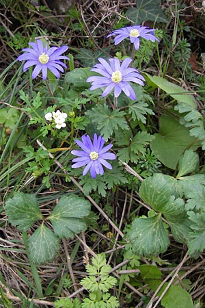 Anemone blanda \ Strahlen-Anemone / Mountain Windflower, GR Peloponnes, Andritsena 29.3.2013