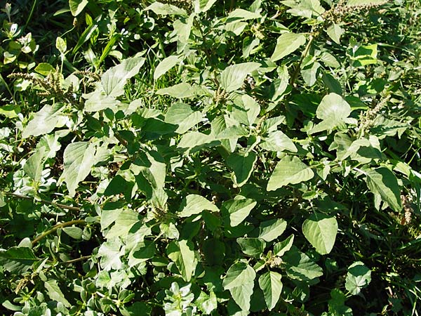 Amaranthus viridis \ Grner Amaranth, GR Athen 26.8.2014