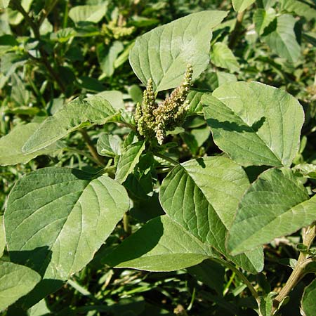 Amaranthus viridis \ Grner Amaranth / Slender Pigweed, Green Pigweed, GR Athen 26.8.2014