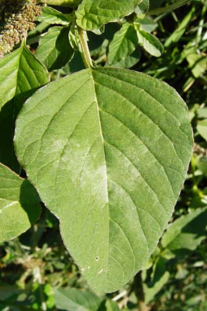 Amaranthus viridis \ Grner Amaranth / Slender Pigweed, Green Pigweed, GR Athen 26.8.2014