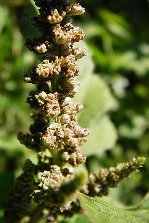 Amaranthus viridis \ Grner Amaranth / Slender Pigweed, Green Pigweed, GR Athen 26.8.2014