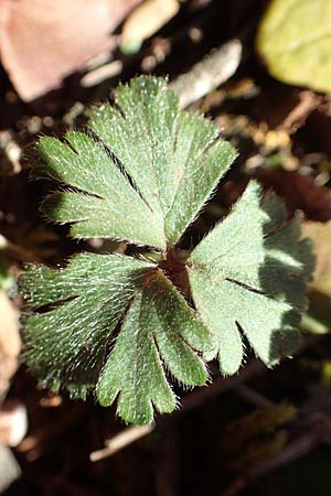 Anemone blanda \ Strahlen-Anemone / Mountain Windflower, GR Parnitha 22.3.2019