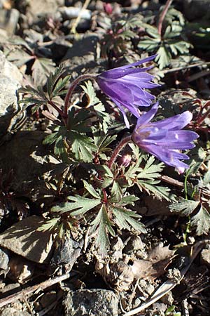 Anemone blanda \ Strahlen-Anemone / Mountain Windflower, GR Parnitha 22.3.2019