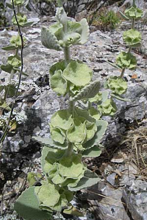 Ballota acetabulosa \ Napf-Schwarznessel / False Dittany, Greek Horehound, GR Hymettos 20.5.2008