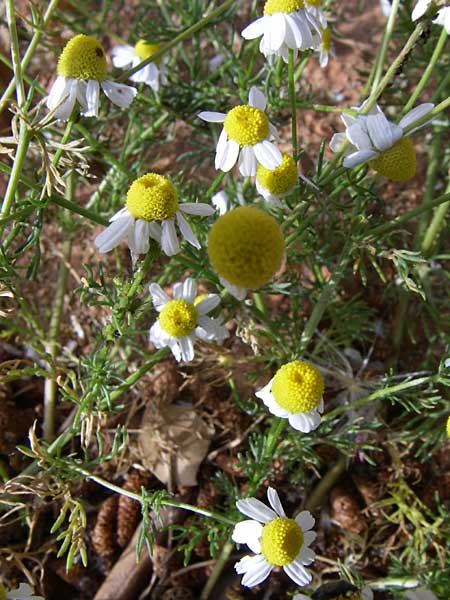 Anthemis cotula \ Stinkende Hundskamille / Stinking Chamomile, Mayweed, GR Hymettos 21.5.2008