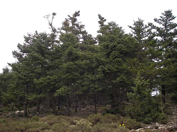 Abies cephalonica \ Griechische Tanne, GR Peloponnes, Kosmas 31.3.2013