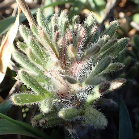 Ajuga chamaepitys subsp. chia \ stlicher Gelber Gnsel, GR Parnitha 22.3.2019