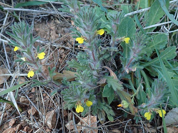 Ajuga chamaepitys subsp. chia \ stlicher Gelber Gnsel, GR Parnitha 22.3.2019