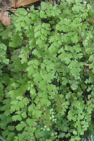 Adiantum capillus-veneris \ Venushaar, Echter Frauenhaar-Farn, GR Parga 24.8.2007