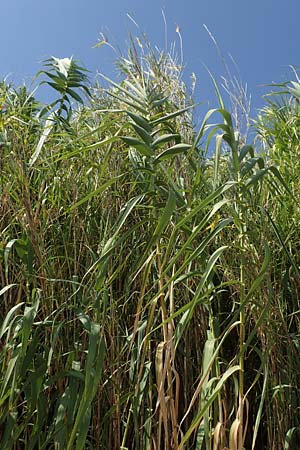 Arundo donax \ Pfahlrohr, Spanisches Rohr / Giant Reed, GR Euboea (Evia), Neos Pirgos 27.8.2017