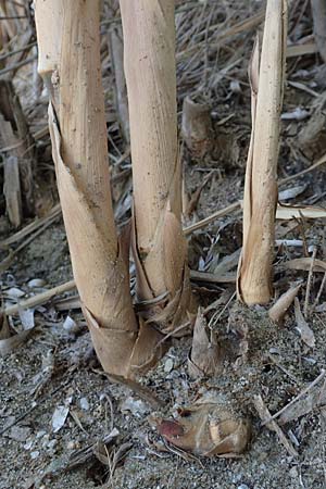 Arundo donax \ Pfahlrohr, Spanisches Rohr / Giant Reed, GR Euboea (Evia), Neos Pirgos 27.8.2017