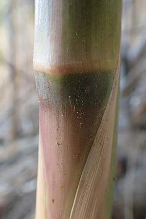 Arundo donax \ Pfahlrohr, Spanisches Rohr / Giant Reed, GR Euboea (Evia), Neos Pirgos 27.8.2017