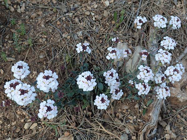 Aethionema saxatile subsp. graecum \ Griechisches Steintschel / Greek Candytuft, GR Parnitha 22.3.2019