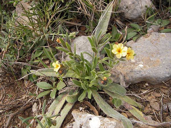 Alkanna graeca \ Griechische Schminkwurz / Greek Alkanet, GR Peloponnes, Kremasti 31.3.2013