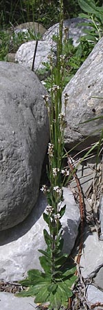 Arabis hirsuta \ Rauhaarige Gnsekresse / Hairy Rock-Cress, GR Zagoria, Kipi 18.5.2008