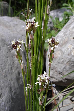 Arabis hirsuta \ Rauhaarige Gnsekresse / Hairy Rock-Cress, GR Zagoria, Kipi 18.5.2008