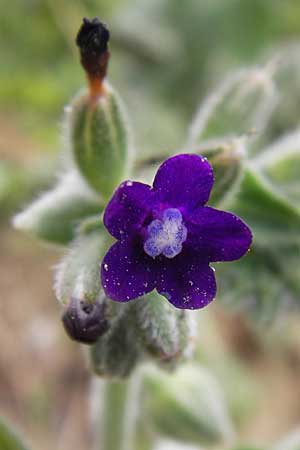 Anchusa hybrida \ Gewellte Ochsenzunge, Hybrid-Ochsenzunge, GR Peloponnes, Strofilia-Wald bei Kalogria 27.3.2013