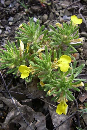 Ajuga iva \ Mittelmeer-Gnsel, Moschus-Gnsel / Musky Bugle, GR Zagoria, Kipi 18.5.2008