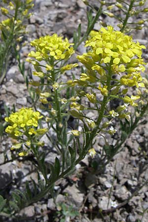 Alyssum montanum \ Berg-Steinkraut / Mountain Alison, Mountain Madwort, GR Aoos - Schlucht / Gorge 16.5.2008