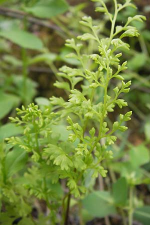 Anogramma leptophylla \ Dnnblttriger Nacktfarn / Jersey Fern, GR Peloponnes, Gythio 30.3.2013