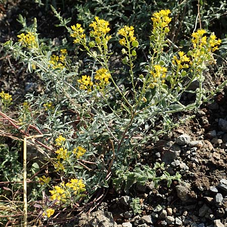 Alyssum montanum \ Berg-Steinkraut / Mountain Alison, Mountain Madwort, GR Euboea (Evia), Drimona 30.8.2017