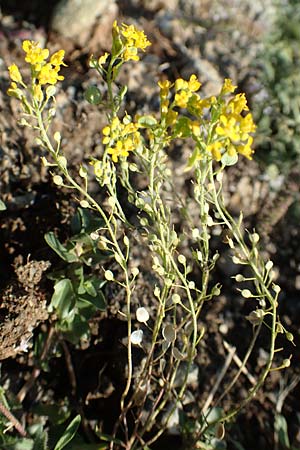 Alyssum montanum \ Berg-Steinkraut, GR Euboea (Evia), Drimona 30.8.2017