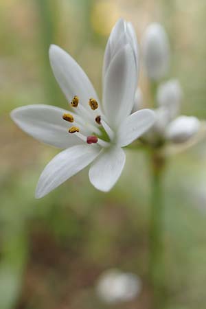 Allium neapolitanum \ Neapolitanischer Lauch / White Garlic, GR Athen, Mount Egaleo 10.4.2019