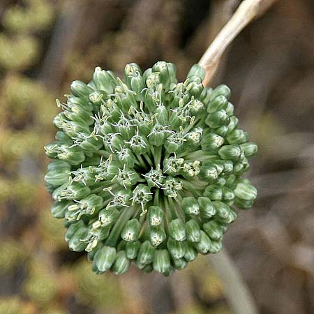 Allium chamaespathum \ Lauch / Garlic, GR Akrokorinth 8.9.2014 (Photo: Gisela Nikolopoulou)