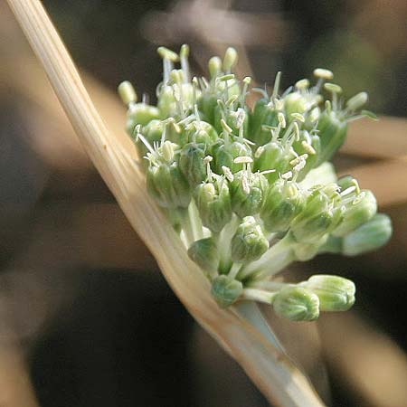 Allium chamaespathum \ Lauch / Garlic, GR Akrokorinth 16.9.2014 (Photo: Gisela Nikolopoulou)