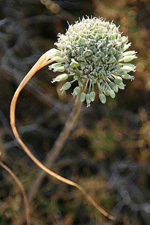 Allium chamaespathum \ Lauch / Garlic, GR Akrokorinth 14.9.2014 (Photo: Gisela Nikolopoulou)
