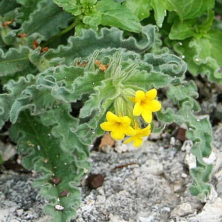 Alkanna orientalis \ Orientalische Schminkwurz, Mundholz / Yellow Alkanet, Oriental Alkanet, GR Akrokorinth 17.11.2013 (Photo: Gisela Nikolopoulou)