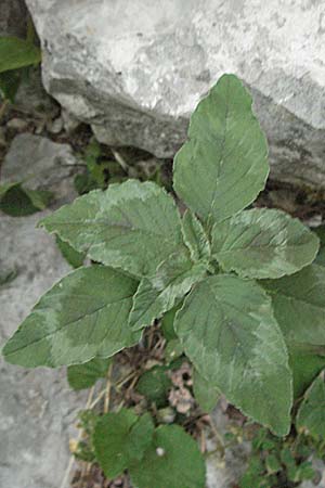 Amaranthus viridis \ Grner Amaranth / Slender Pigweed, Green Pigweed, GR Zagoria, Monodendri 25.8.2007