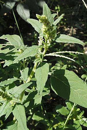 Amaranthus deflexus \ Niederliegender Amaranth / Perennial Pigweed, GR Meteora 28.8.2007