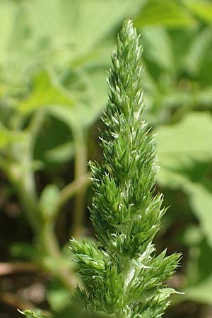 Amaranthus patulus \ Ausgebreiteter Fuchsschwanz, GR Euboea (Evia), Kanatadika 25.8.2017