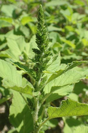 Amaranthus patulus \ Ausgebreiteter Fuchsschwanz, GR Euboea (Evia), Kanatadika 25.8.2017