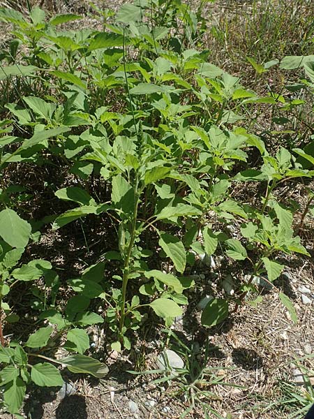 Amaranthus patulus \ Ausgebreiteter Fuchsschwanz / Smooth Pigweed, GR Euboea (Evia), Kanatadika 25.8.2017